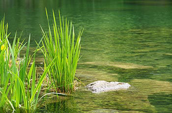 Plantes aquatiques pour berges